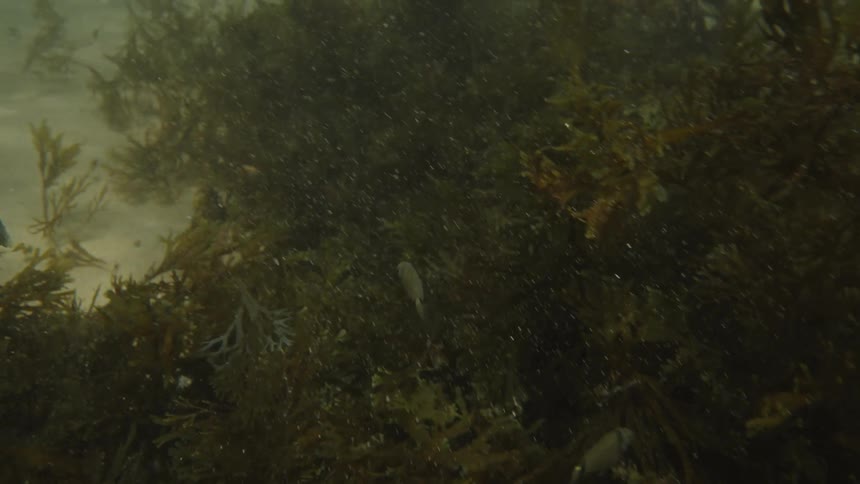 Small fish swim near dark underwater vegetation in a murky aquatic environment