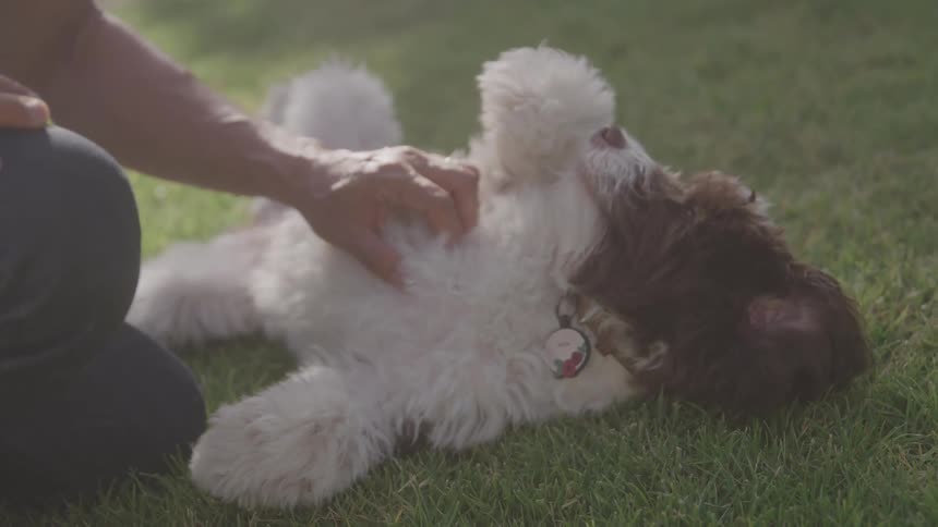 A persons hand stroking the belly of a white dog lying on the grass