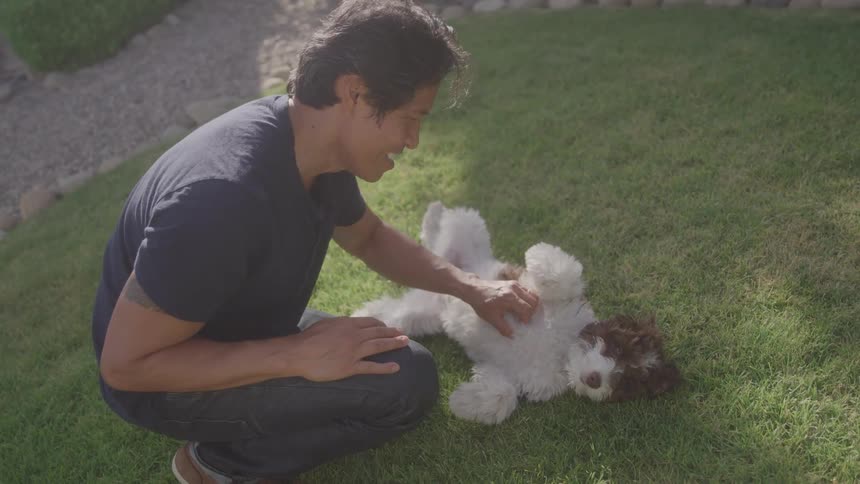 A person kneels on the grass petting a small white and brown dog that lies on its back with its paws up