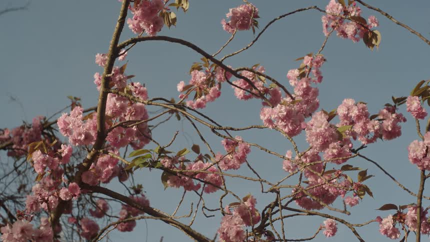 A tree with branches covered in clusters of pink blossoms against a clear blue sky