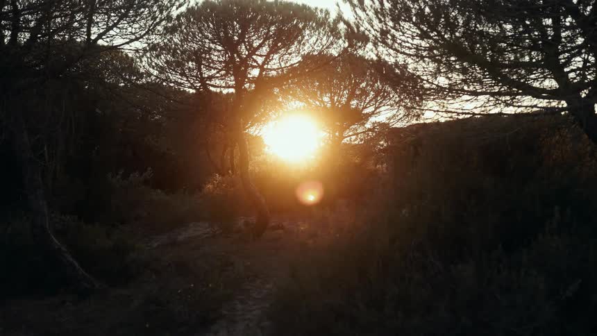 The sun sets behind a forest