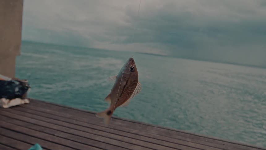 A fish is caught midair on a fishing line over a wooden dock by the ocean