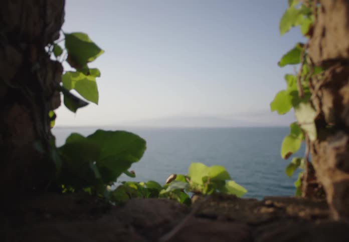 A cliff covered in grasses overlooks the ocean in the distance around midday