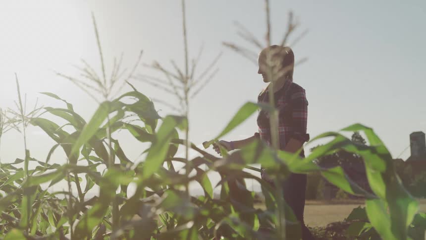 Woman uses a hose to water her garden filled with tall crops