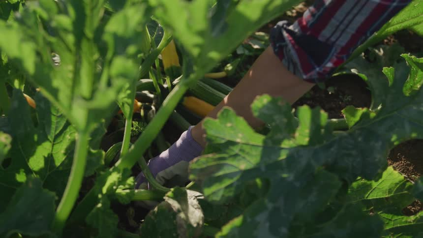 A person wearing a purple glove harvests squash from a plant surrounded by large green leaves