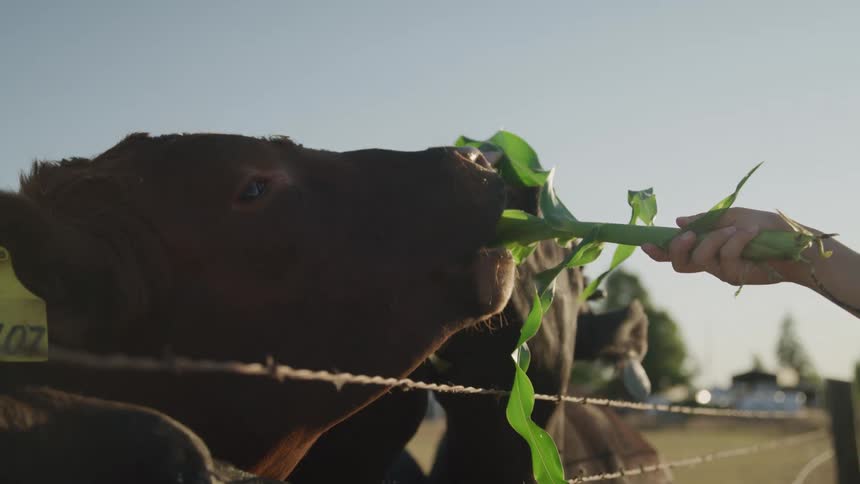 A cow eagerly eats a stalk of corn being fed through a fence by a person