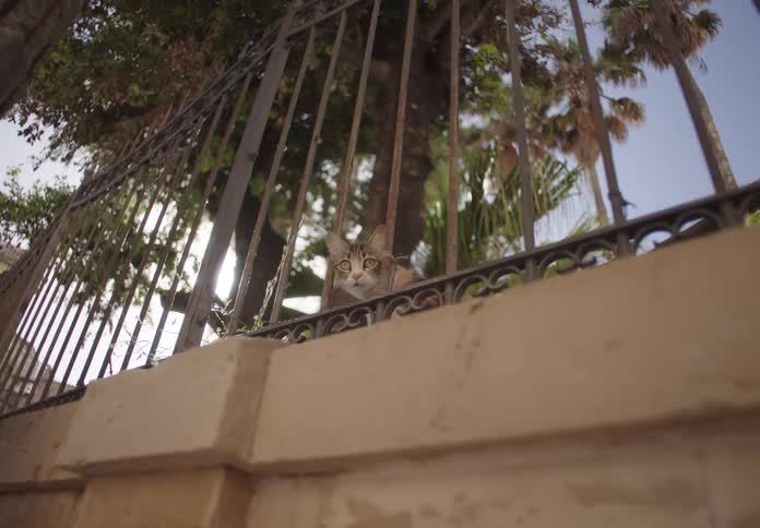 A domestic shorthair tabby cat with green eyes looks out from behind a metal fence and a low wall with trees in the background