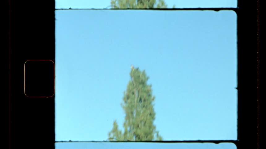 A tall tree stands in the woods visible around midday