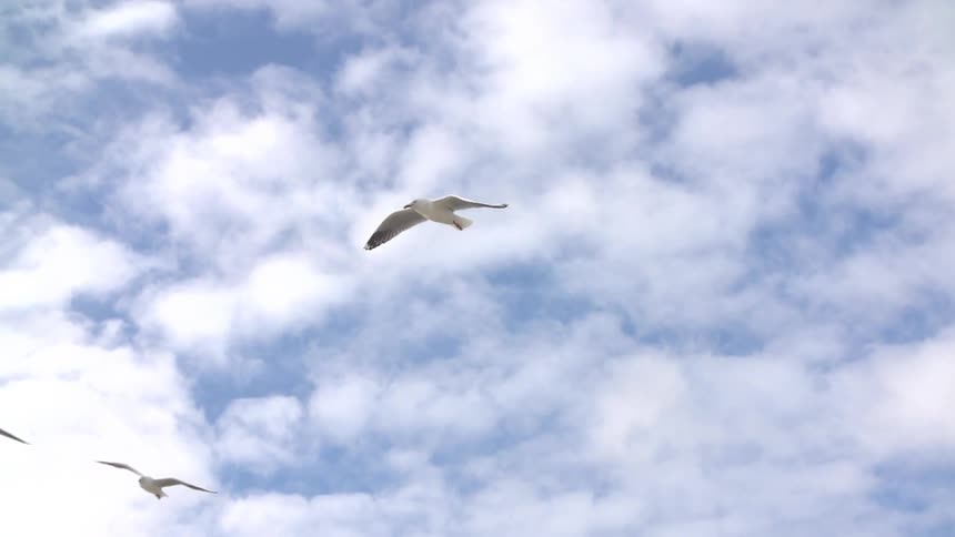 A bird flying in the sky
