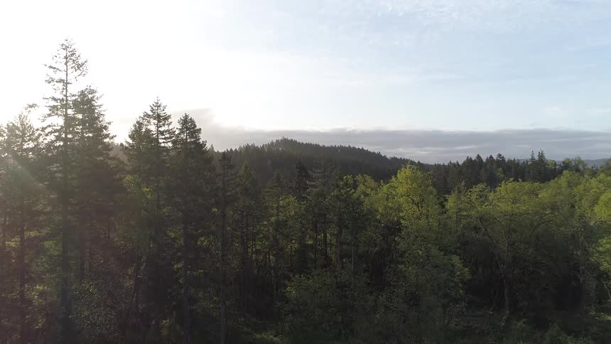 A wide aerial view of a sunlit forested landscape with distant hills under a partly cloudy sky