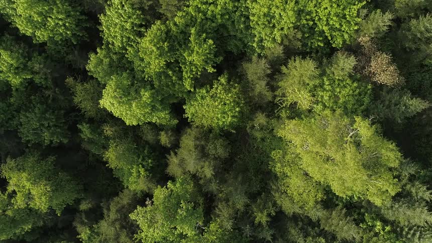 Aerial view of a dense coniferous forest