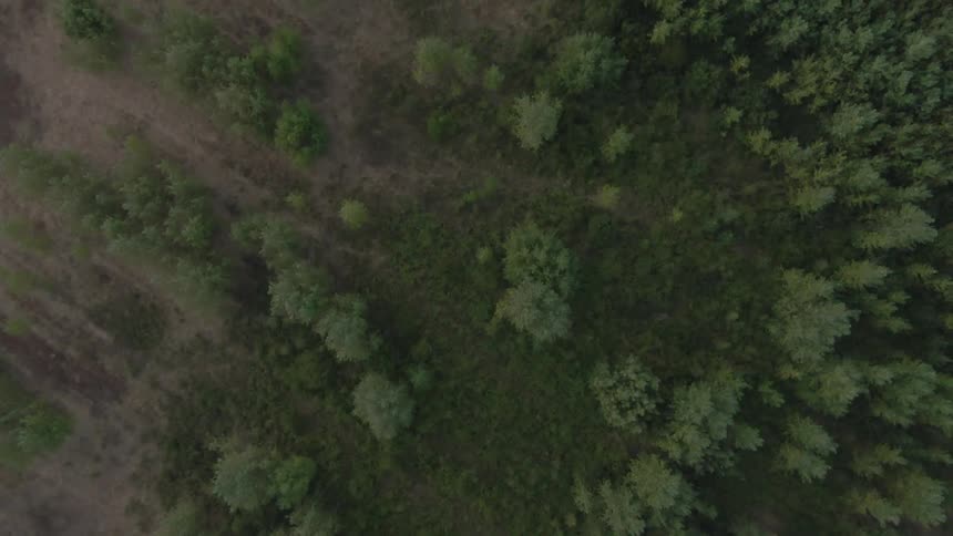 Dense green forest borders a sparsely vegetated area with visible tire tracks curving through dry exposed soil