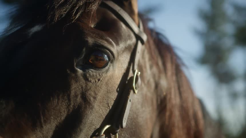 The large dark eye of a bridled brown horse is shown in fine detail against a soft natural background