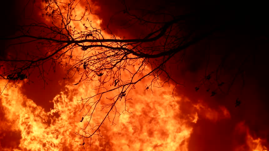 Huge flames rise by the tree at night