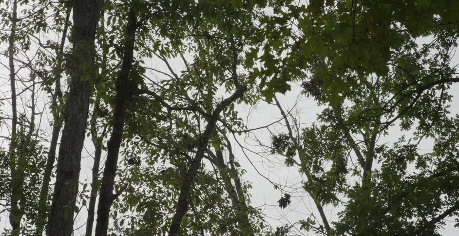 Wind blows the leaves on the tree