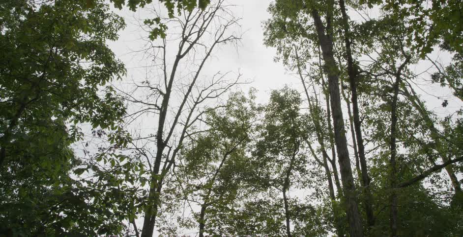 Tall trees with thinning foliage reach up toward a cloudy sky