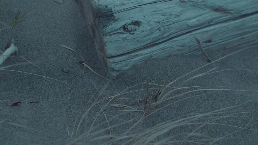 A log of wood lies on the beach sand surrounded by dry grasses