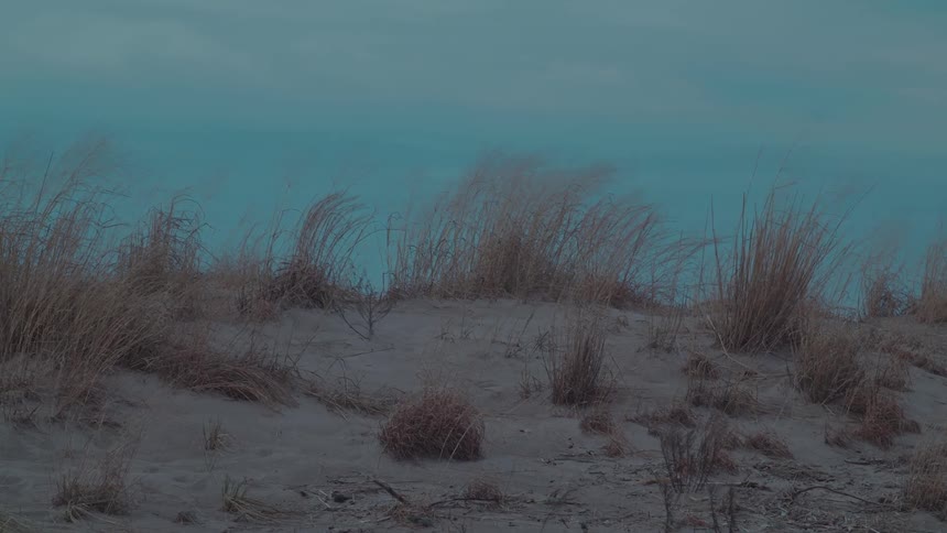 Tall dry grasses grow on a sandy dune under a muted blue sky