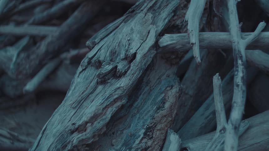 A close up of some driftwood