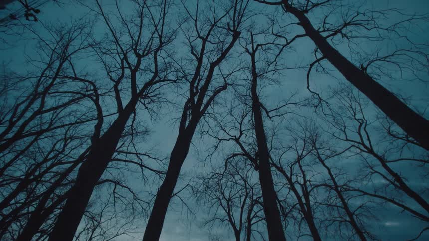 Moving backward through a forest of barren trees