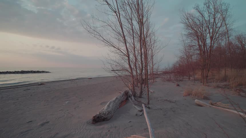 Empty beach with driftwood and bare trees under a dusky sky