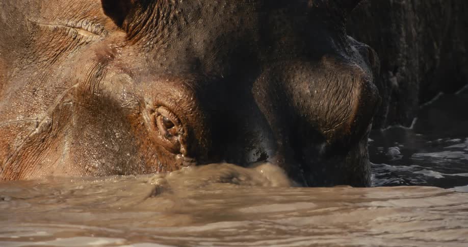 A hippo moving through the muddy river water