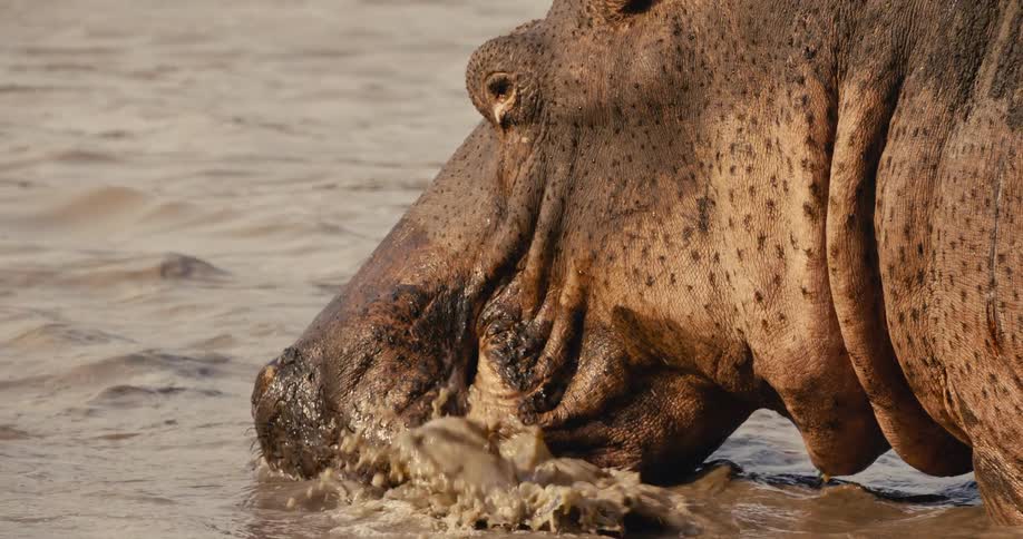 The hippo is drinking water
