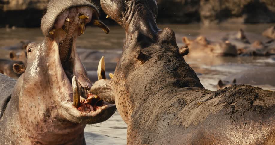 Two hippos are fighting in the stream