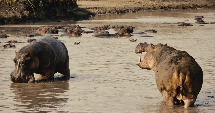 Hippos in a river in the jungle
