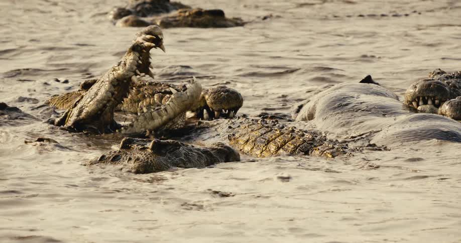 Hippos and alligators in a muddy river