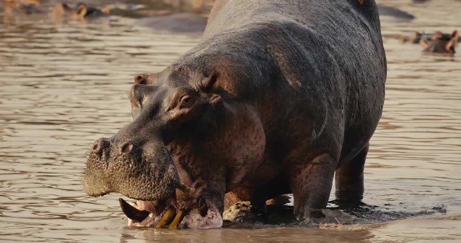Hippo with open mouth in a river