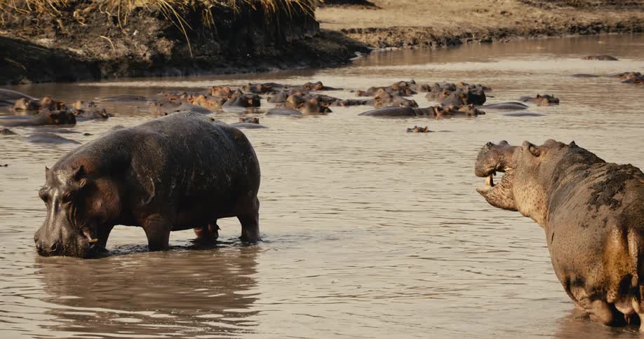 Two hippos stand in a muddy river with one appearing to roar while more hippos rest in the background