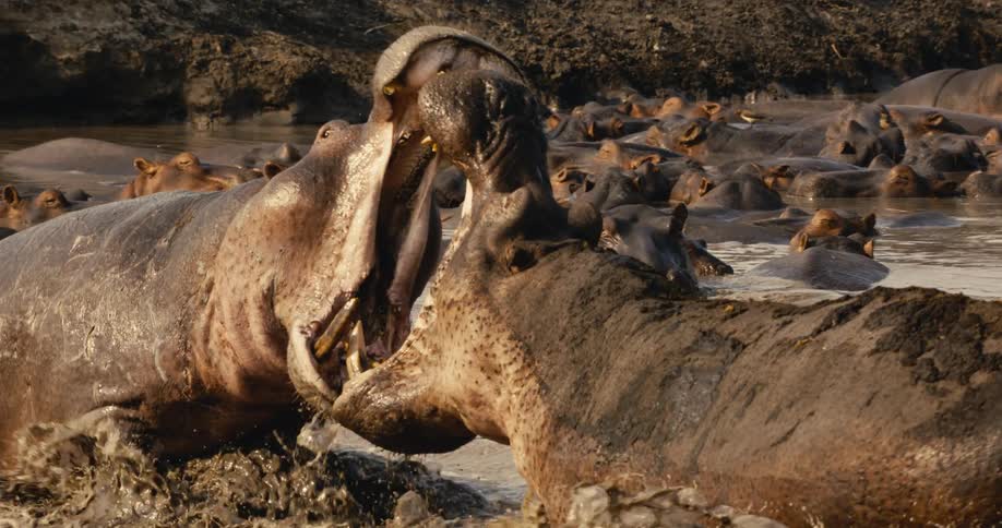 Two angry hippos charging and fighting in a river in the wild