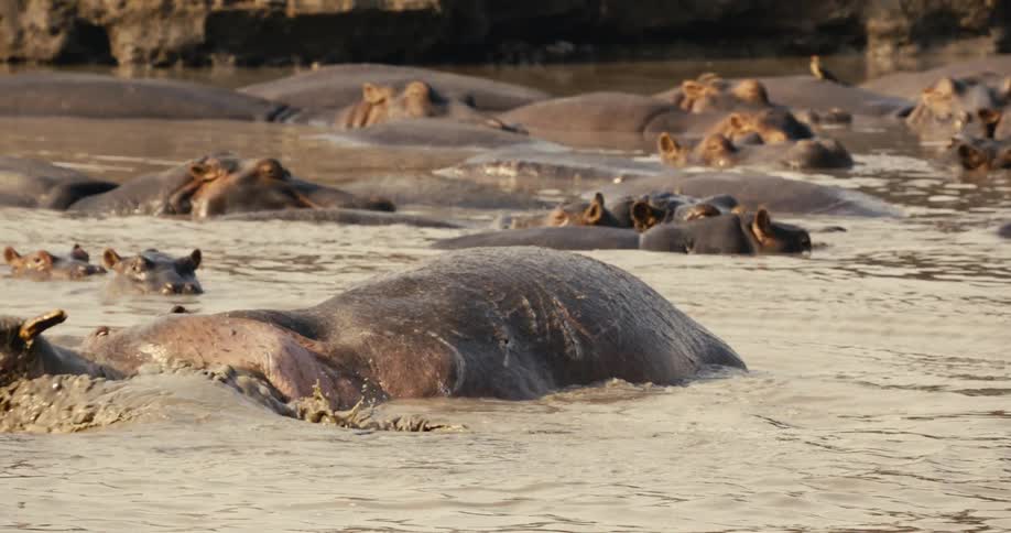 Hippos crowded in a river