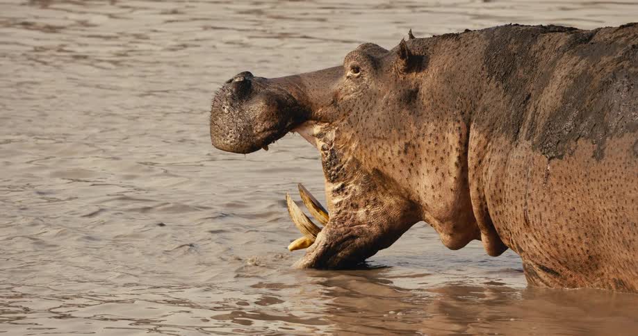 Hippo with open mouth in a river