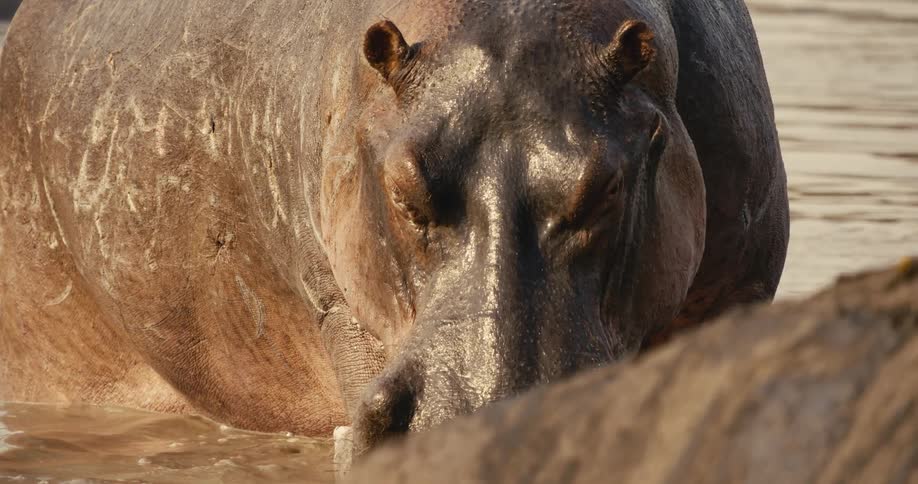 Two hippos in a river