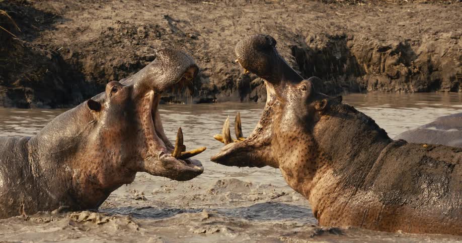 Two hippos fighting in a river