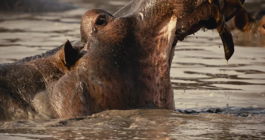 Hippo opens and closes its jaws while sunbathing in a river during daytime