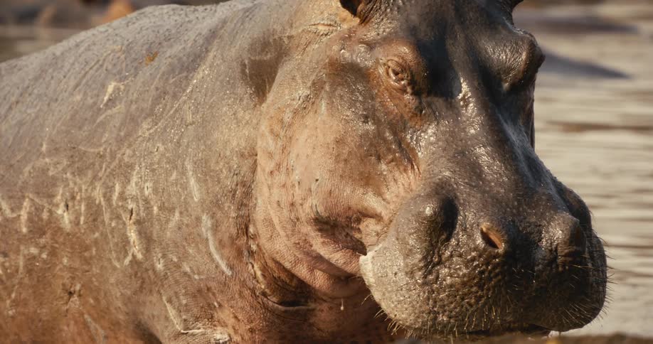Some hippos in a river during the day