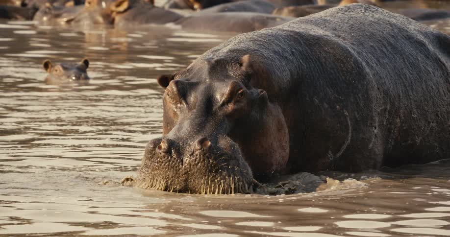 Several hippos in a river