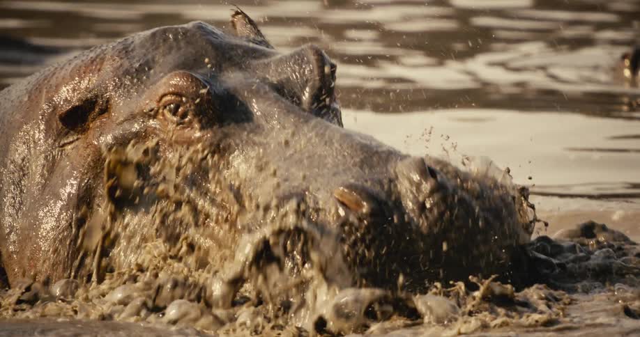 Hippopotamus swimming in a muddy river