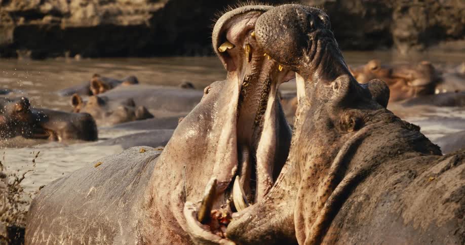 Two hippos are fighting in the mud