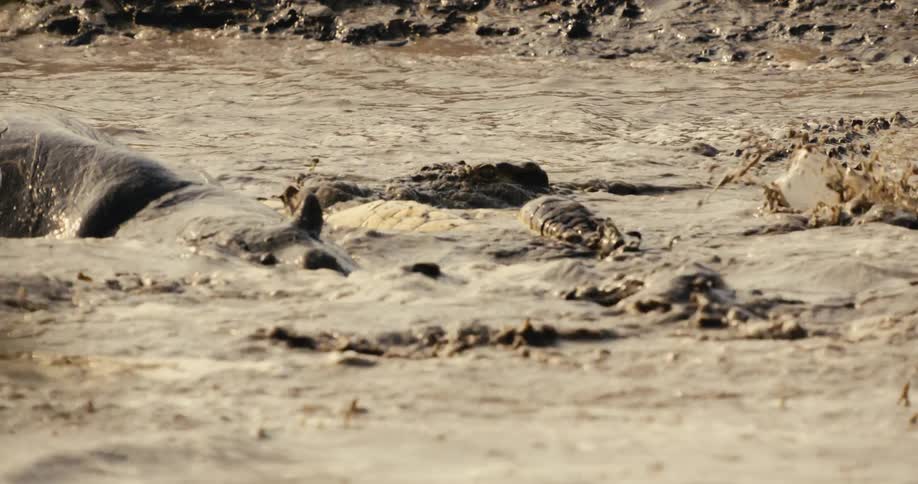 Alligators splashing around with a hippo in a muddy river