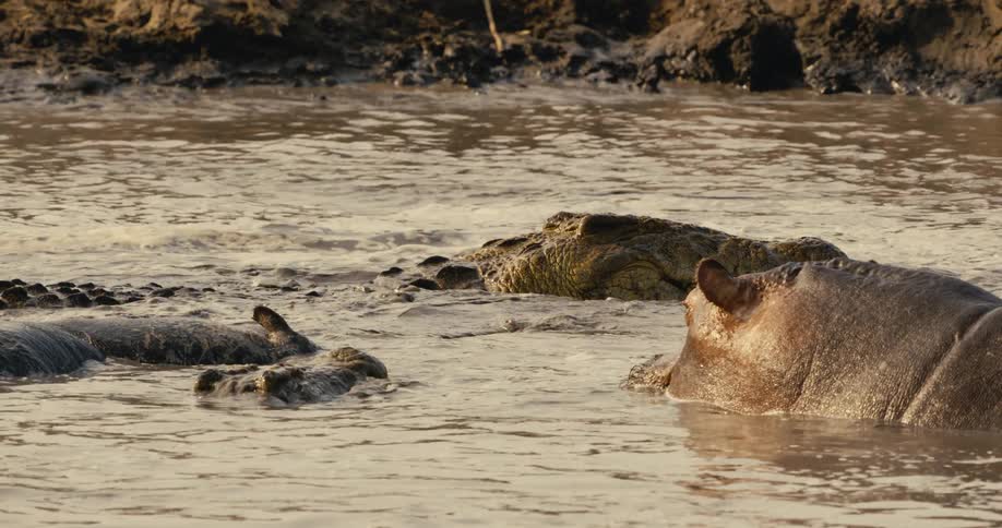 Alligators swimming together with hippos in a river