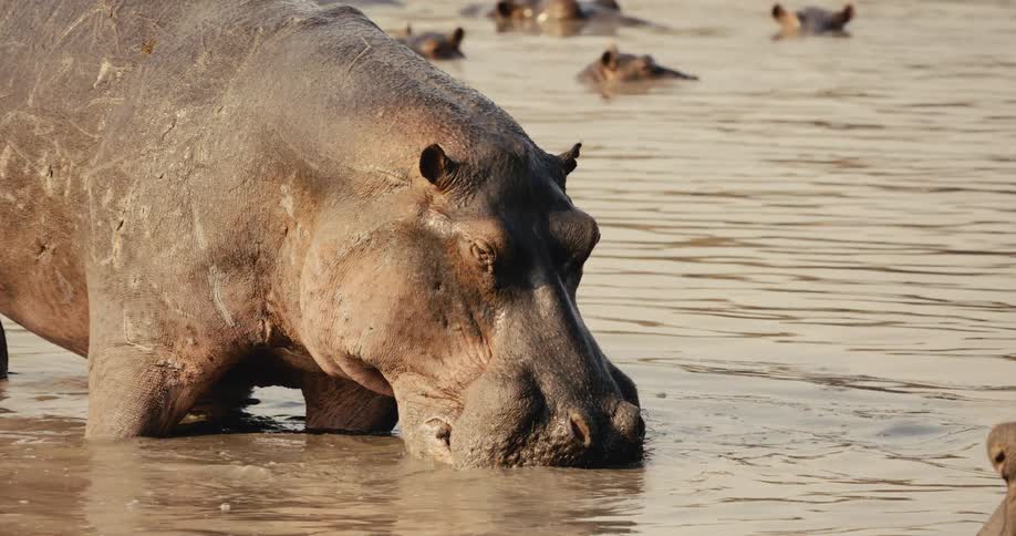 Hippos in a calm river