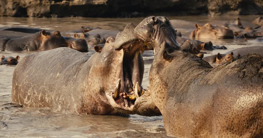 The two hippos bite at each other