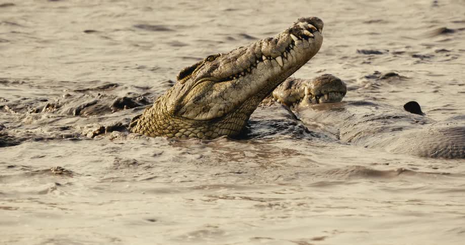 The crocodiles are eating a carcass in the water