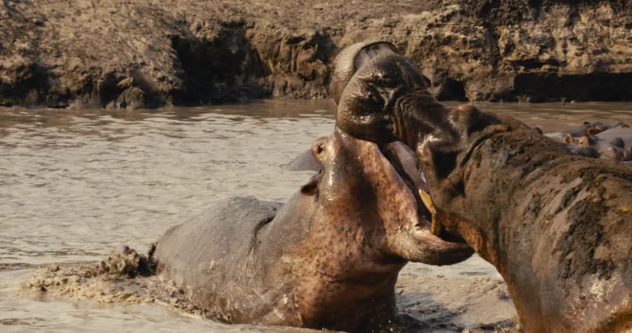 A couple hippos fighting