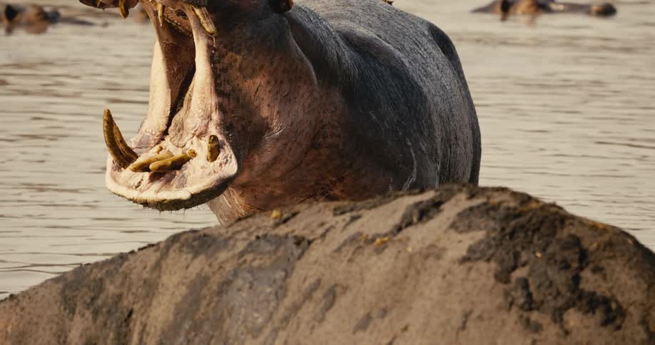Hippos in a calm river outdoors