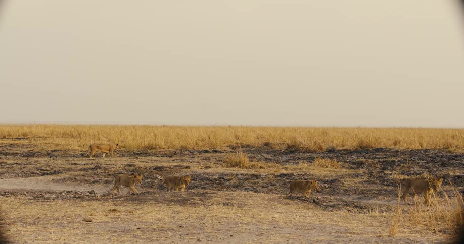 A group of lions walk across a dry open savanna under a hazy sky